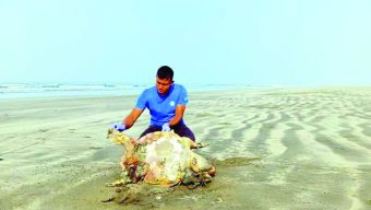 বঙ্গোপসাগরে মৃত্যুফাঁদ বিলুপ্তির শঙ্কায় পান্না কাছিম