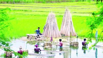 সোনালি আঁশের সুদিন ফেরেনি