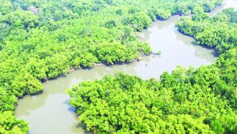 বনভূমি উজাড়ে শীর্ষের দিকে বাংলাদেশ
