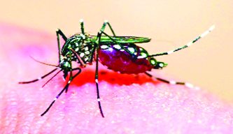 এবার শুষ্ক মৌসুমে ডেঙ্গুর দ্বিগুণ গতি