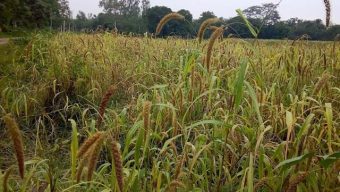 পঞ্চগড়ে হারিয়ে যাচ্ছে কাউন চাষ