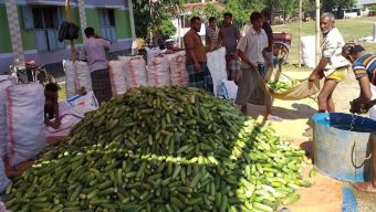 জয়পুরহাটে বেগুন, শসা, করলাসহ অন্যান্য সবজির দাম কমেছে