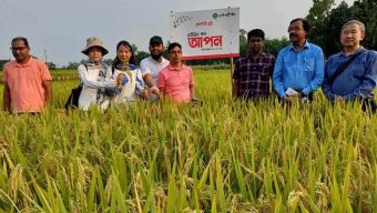 শেরপুরে হাইব্রীড ‘আপন’ জাতের ধান ক্ষেত পরিদর্শনে চীনা বিশেষজ্ঞ দল