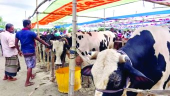 হাটে গরু অনেক, দামও বেশি