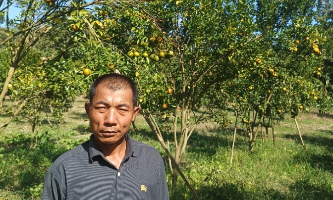 সফল কমলা চাষী রাঙ্গামাটির সুদত্ত চাকমা